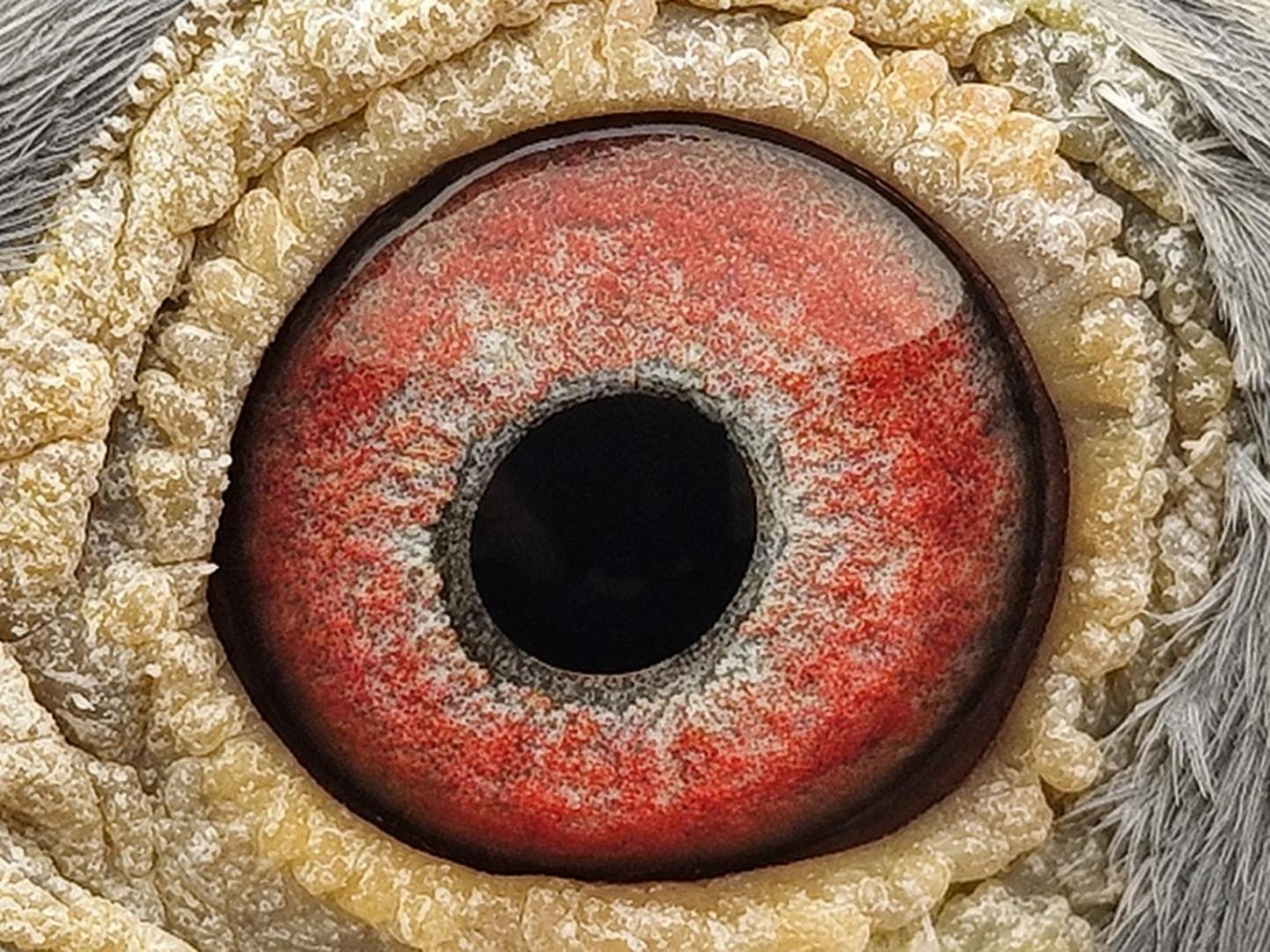 Pigeon eye